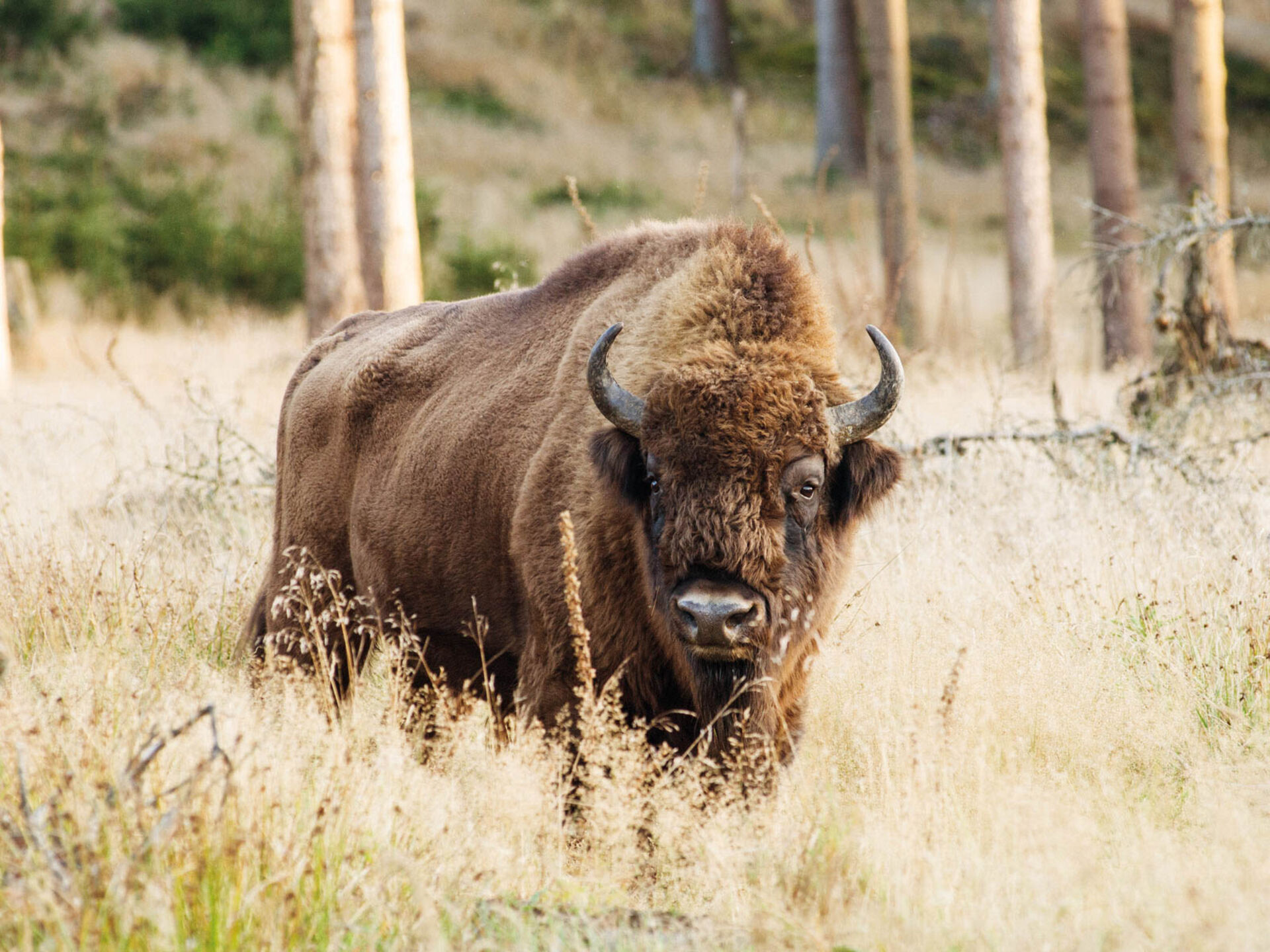 Wisent in der Wisent-Welt-Wittgenstein bei Jagdhaus